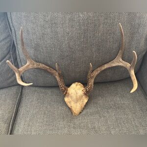 Texas White Tail Deer Antler 8 pointer